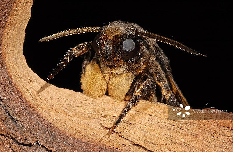 鬼脸天蛾成虫头部特写：英国，欧洲图片素材