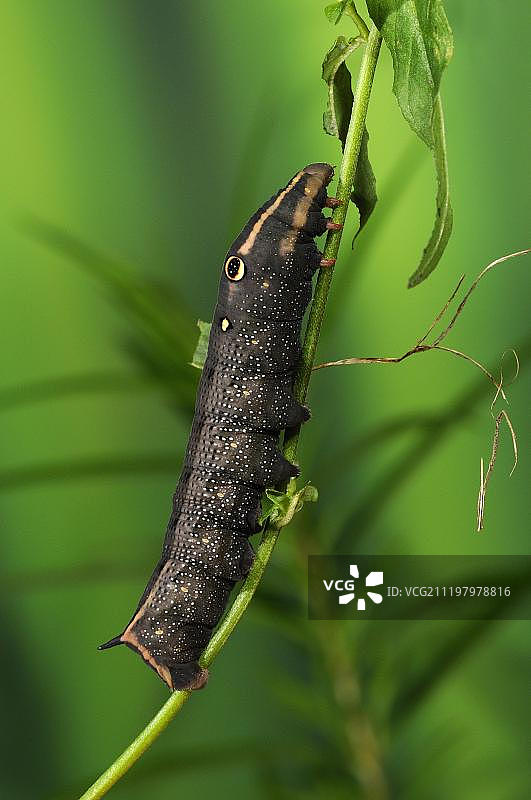 银条纹天蛾的毛毛虫图片素材