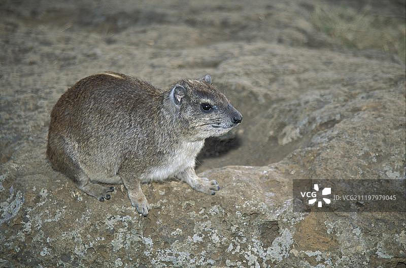 黄斑岩蹄兔图片素材