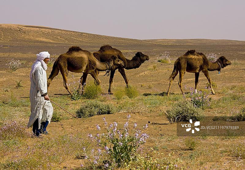 单峰骆驼，撒哈拉沙漠，摩洛哥，非洲图片素材