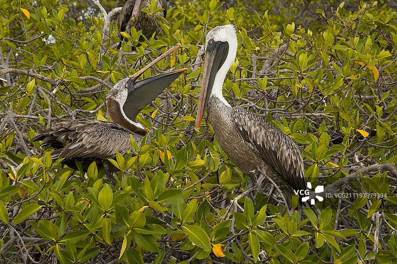 加拉帕戈斯棕色鹈鹕一对在伊莎贝拉岛红树林中筑巢图片素材