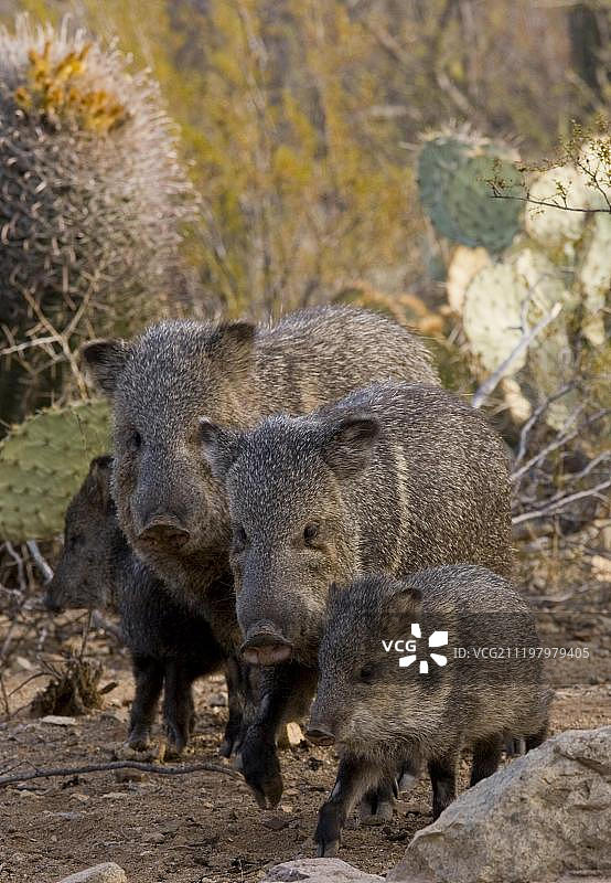 白唇西貒，亚利桑那州西南部沙漠图片素材