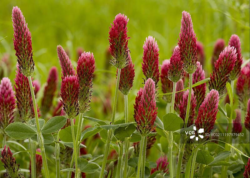 法国开花猩红三叶草图片素材