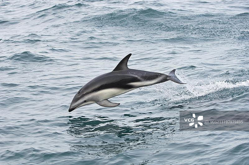 新西兰南岛凯库拉海豚图片素材