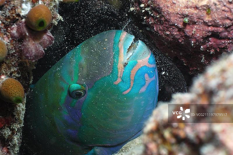 马尔代夫的鹦鹉鱼图片素材