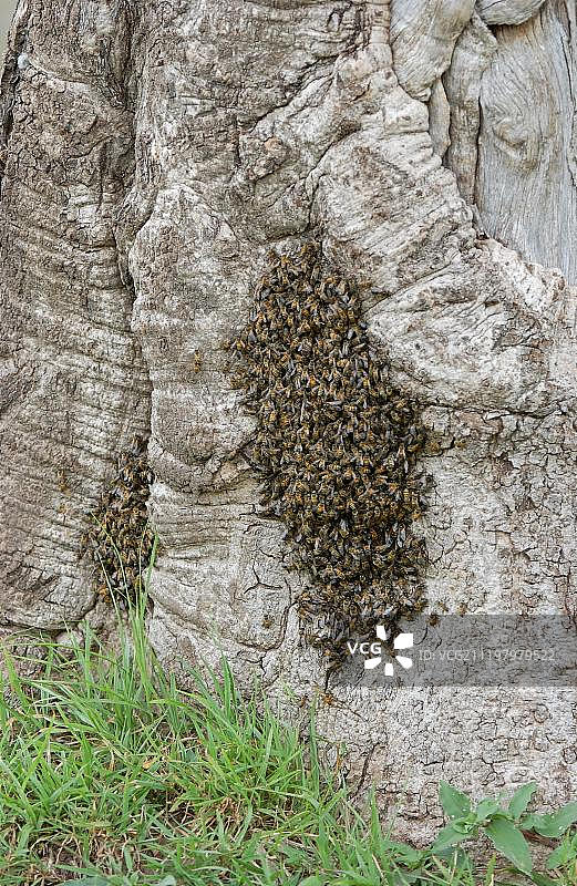 非洲蜜蜂（Apis mellifera adonsonii）在树干上群集，肯尼亚马赛马拉图片素材