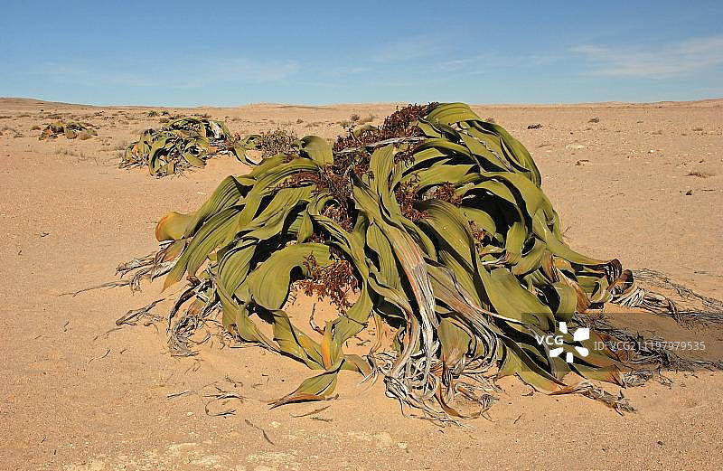 百岁兰，沙漠环境中，纳米比亚，非洲图片素材