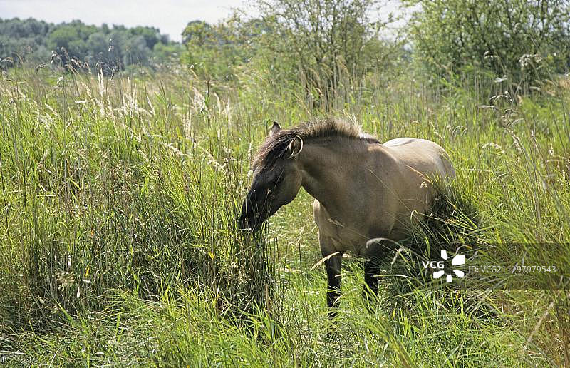 成年柯尼克马在英国萨福克郡的Redgrave和Lopham Fen湿地保护区采食高草图片素材