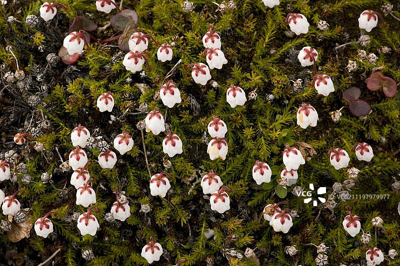开花的卡西欧珀（Cassiope hypnoides），挪威，欧洲图片素材