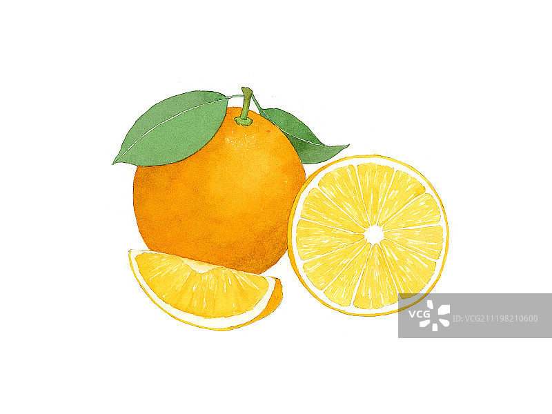 看见水果系列插画橙子图片素材