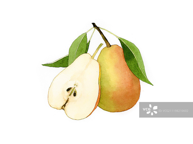 看见水果系列插画梨图片素材
