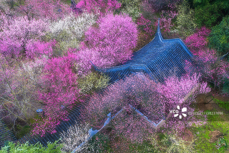 南京梅花山风光图片素材