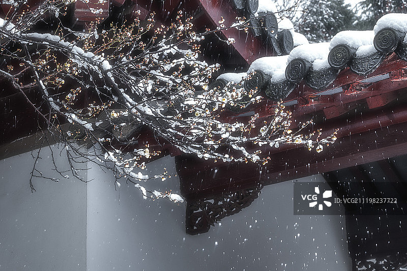 南京梅花山风光图片素材