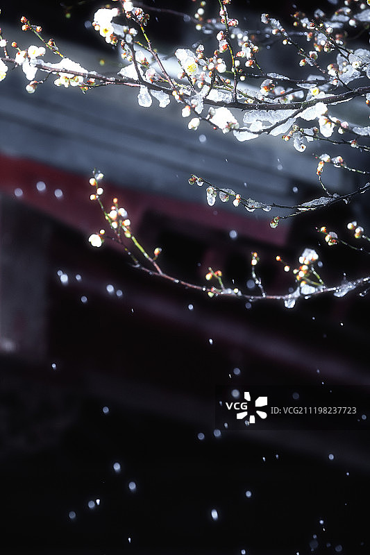 南京梅花山风光图片素材