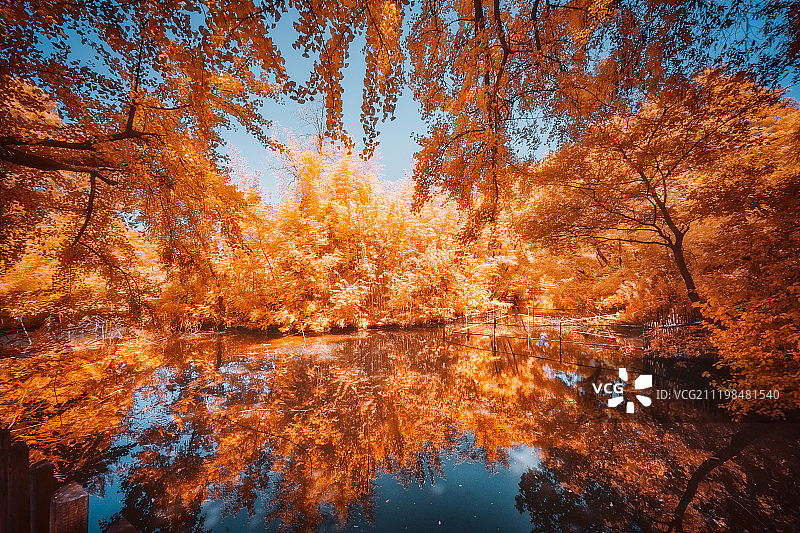 江苏南通古老的银杏树图片素材