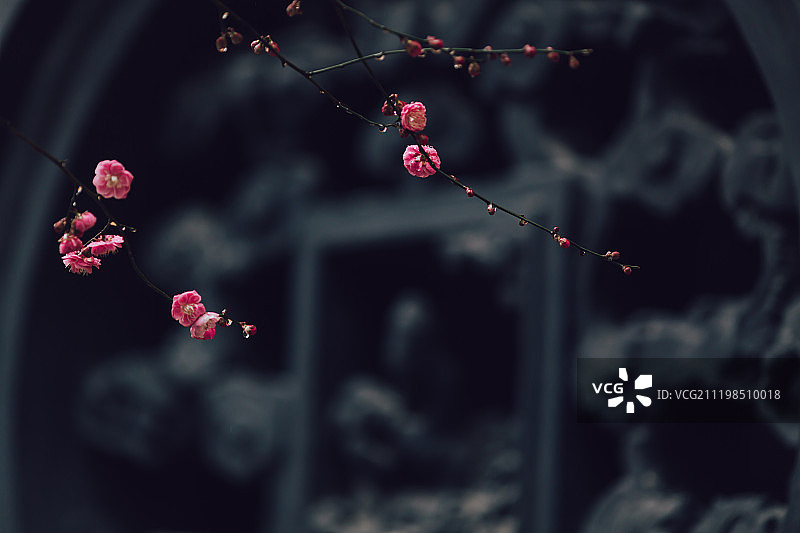 浙江湖州铁佛寺内的红梅图片素材