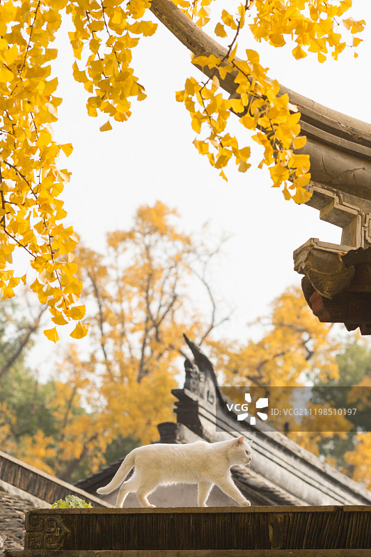 江苏苏州西园寺内的银杏树下的猫图片素材