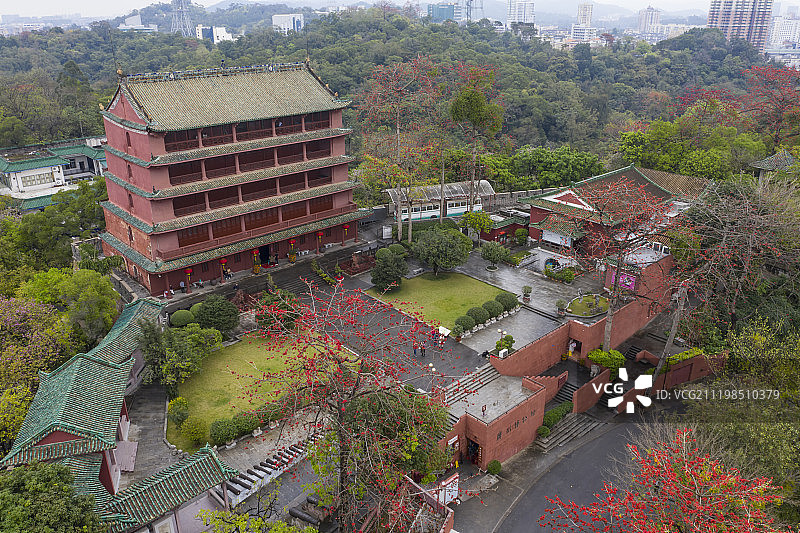 航拍广州镇海楼与木棉花图片素材