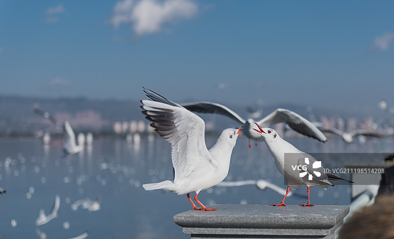 云南昆明滇池海埂大坝海鸥图片素材