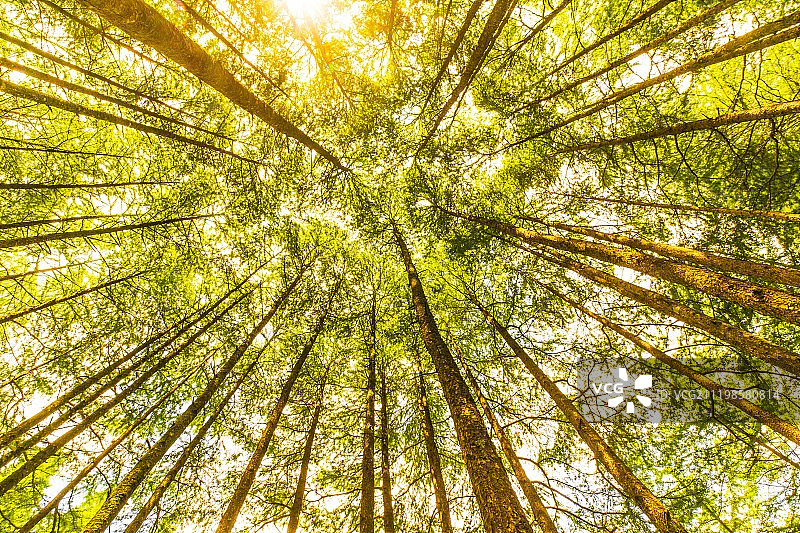 浙江丽水庆元百山祖国家森林图片素材