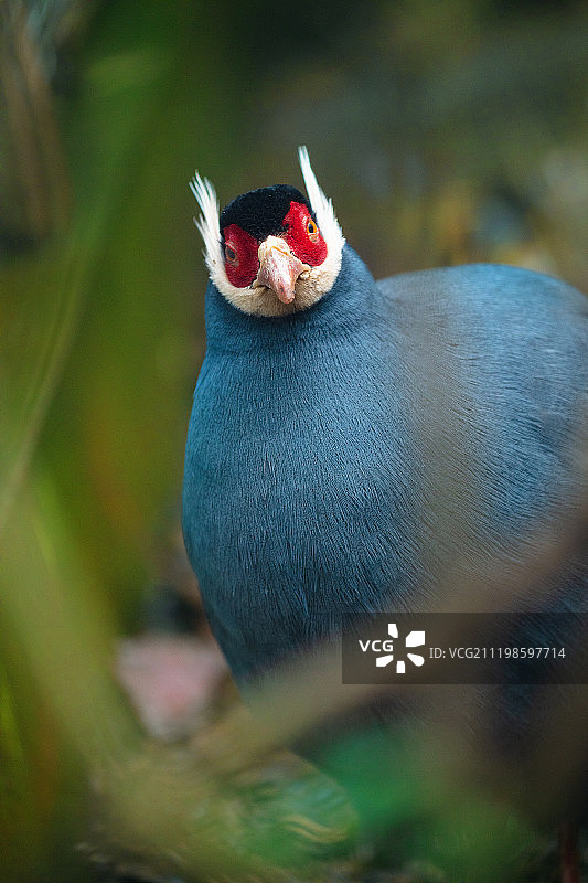 蓝马鸡图片素材