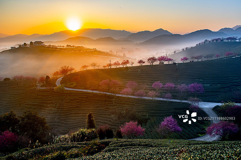 福建龙岩永福樱花茶园图片素材