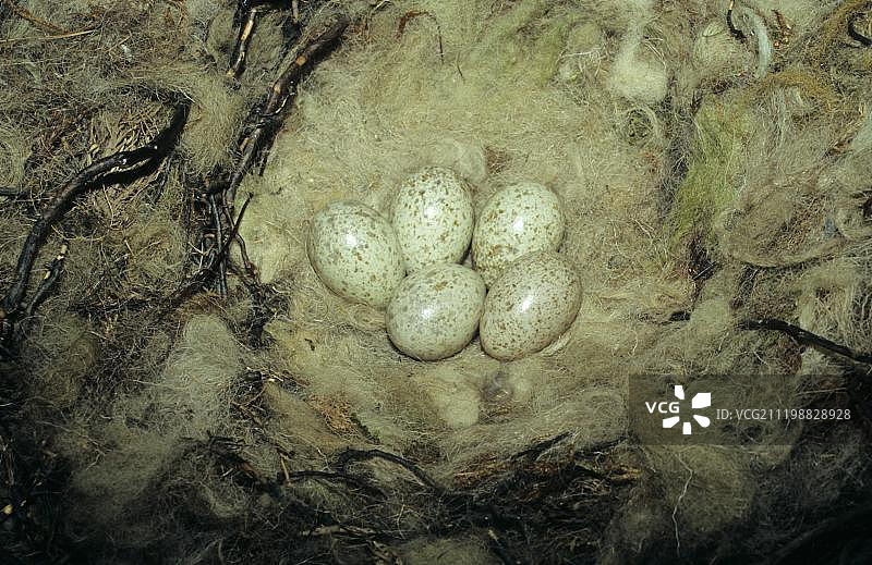 红嘴山鸦的巢和蛋图片素材