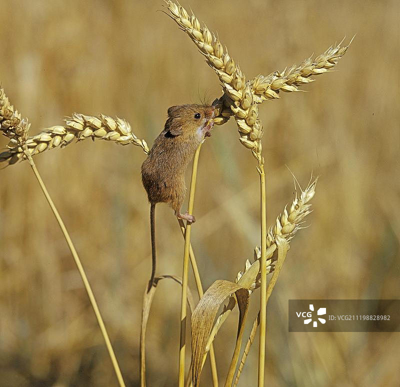 成年姬鼠在麦穗上觅食，英国，欧洲图片素材