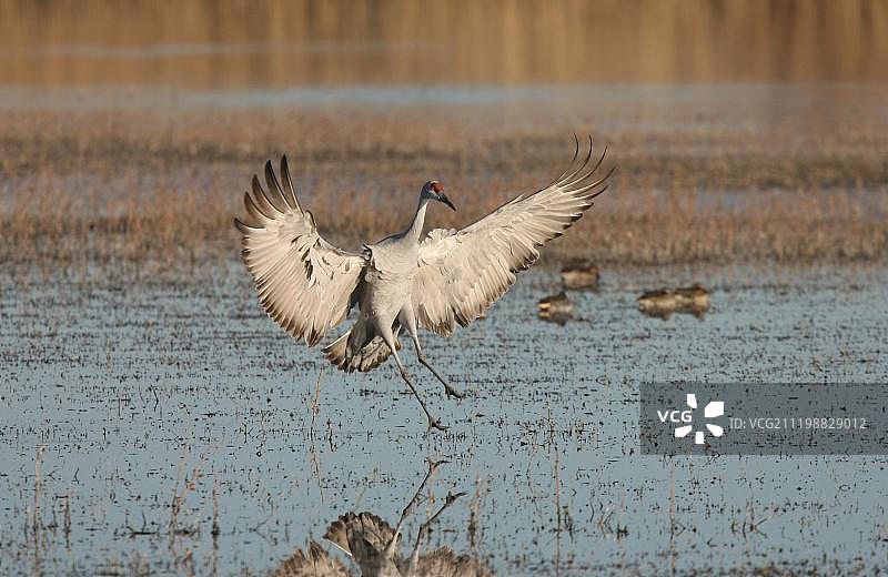 美国新墨西哥州博斯克德尔阿帕奇湿地降落在水中的成年沙丘鹤图片素材