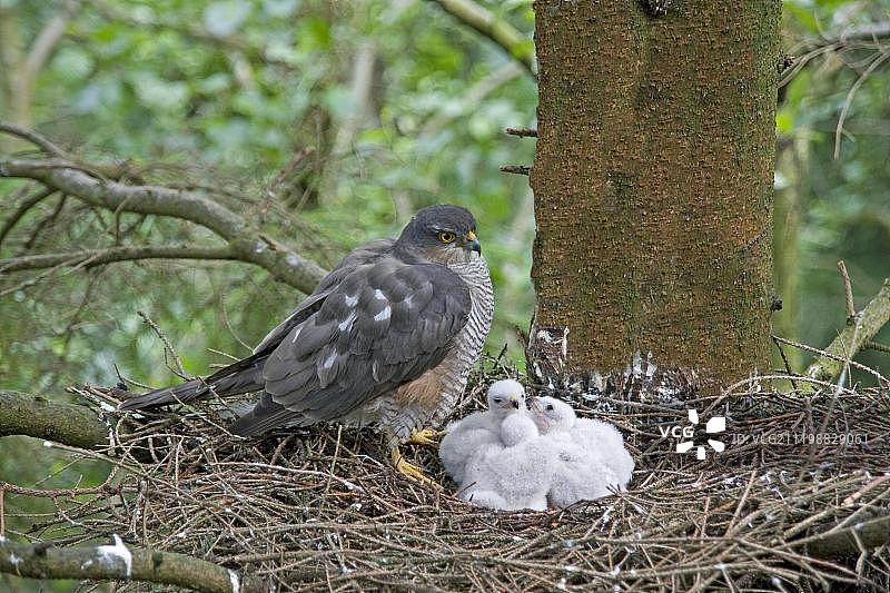 欧亚雀鹰：成年雌性与幼鸟在巢中（英国，欧洲）图片素材