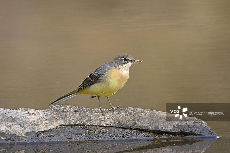 西班牙埃斯特雷马杜拉小溪岩石上的冬季羽毛成年灰鹡鸰图片素材