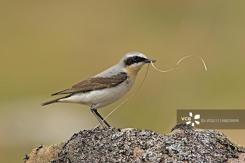 苇鵖（Oenanthe oenanthe），成年雄性，站在岩石上收集筑巢材料，苏格兰，英国，欧洲图片素材