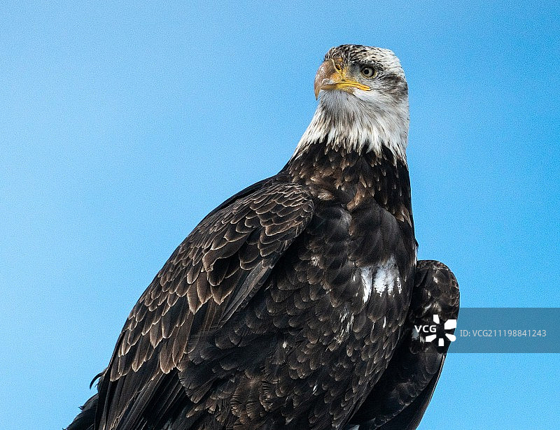白肩雕半身图片素材