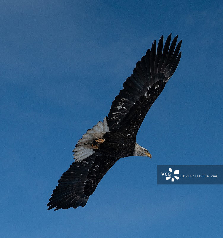 白肩雕在飞行捕猎图片素材