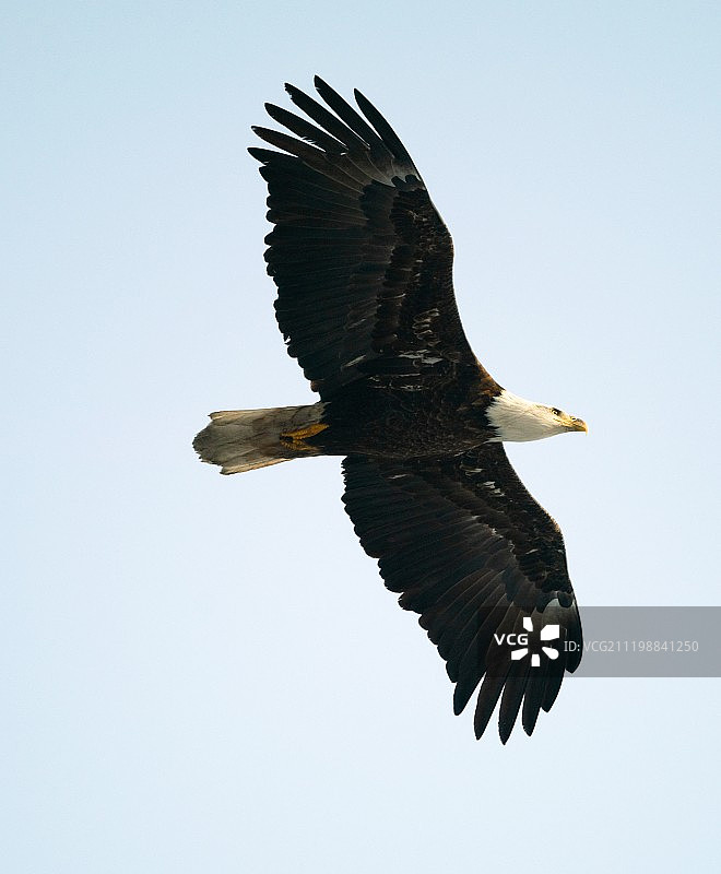 白肩雕在飞行捕猎图片素材