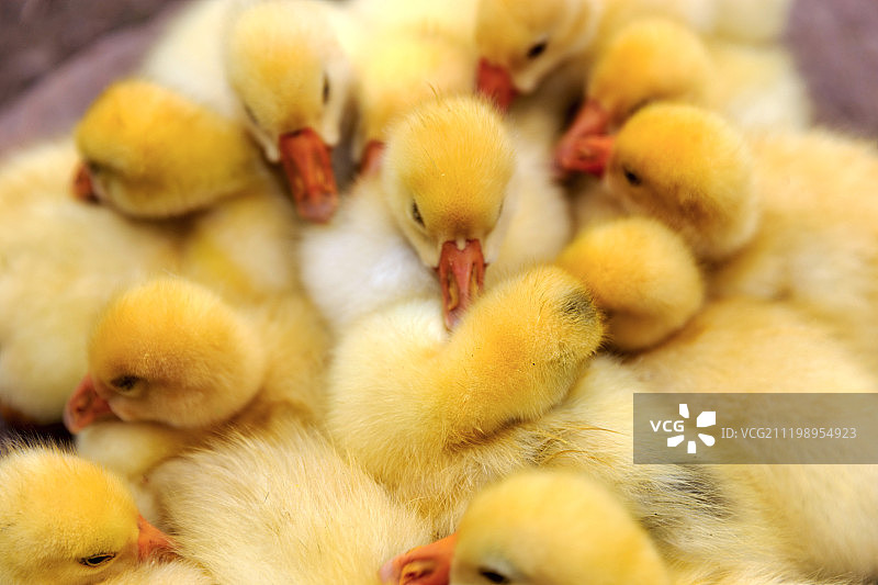 可爱的小鸭图片素材