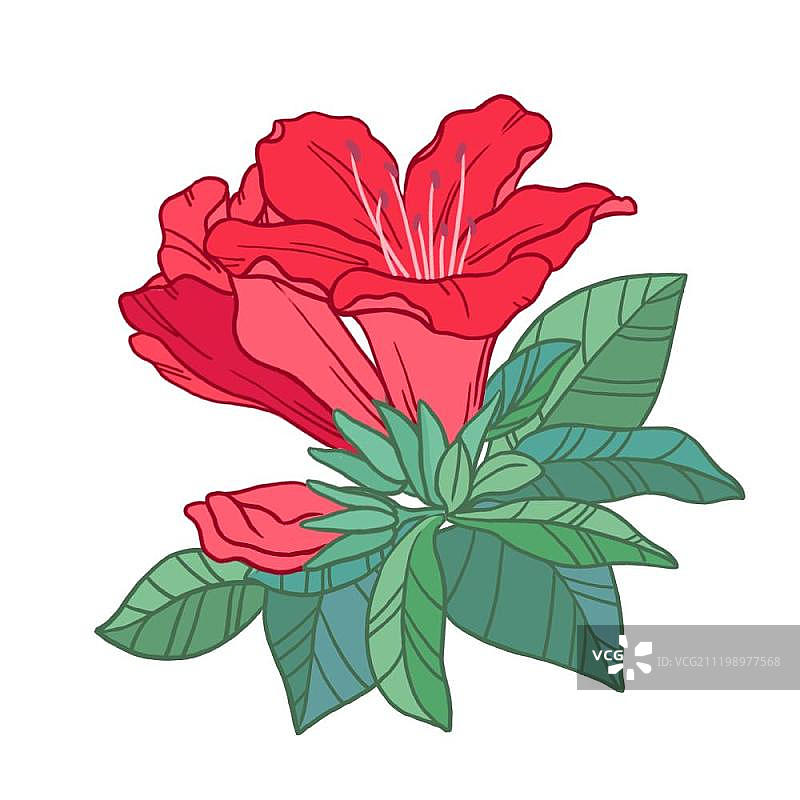 盛开的红色杜鹃花图片素材