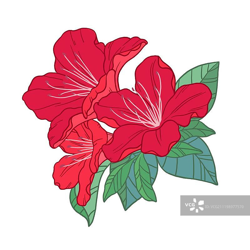 盛开的红色杜鹃花图片素材