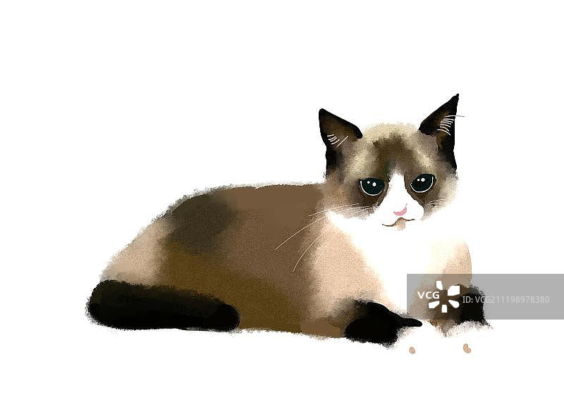 一只趴着的水粉布偶猫图片素材