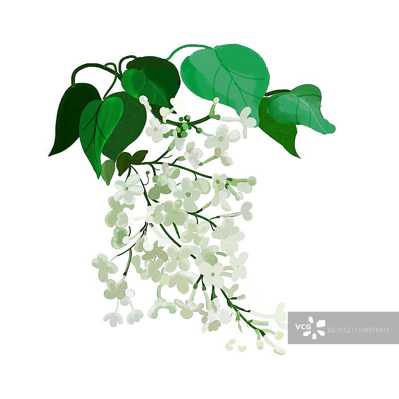 丁香花图片素材