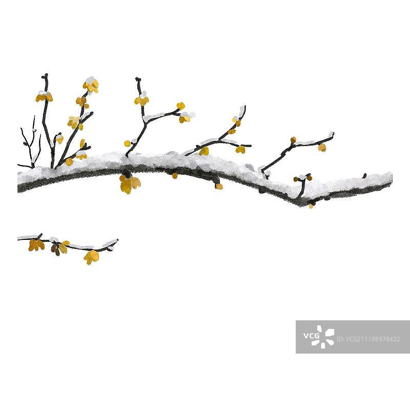 雪压腊梅图片素材