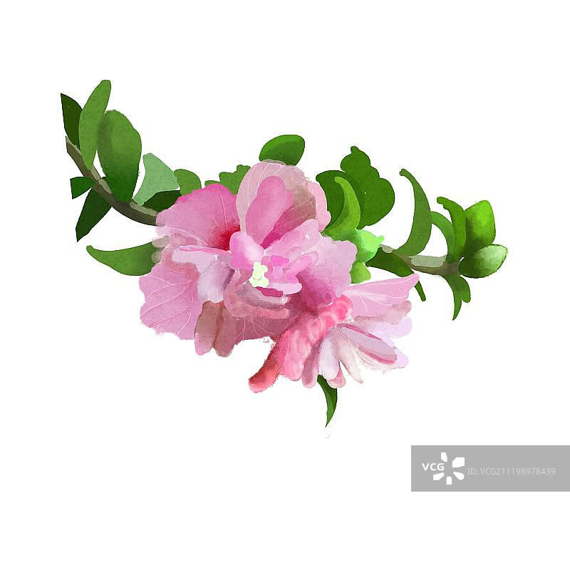 木槿花图片素材