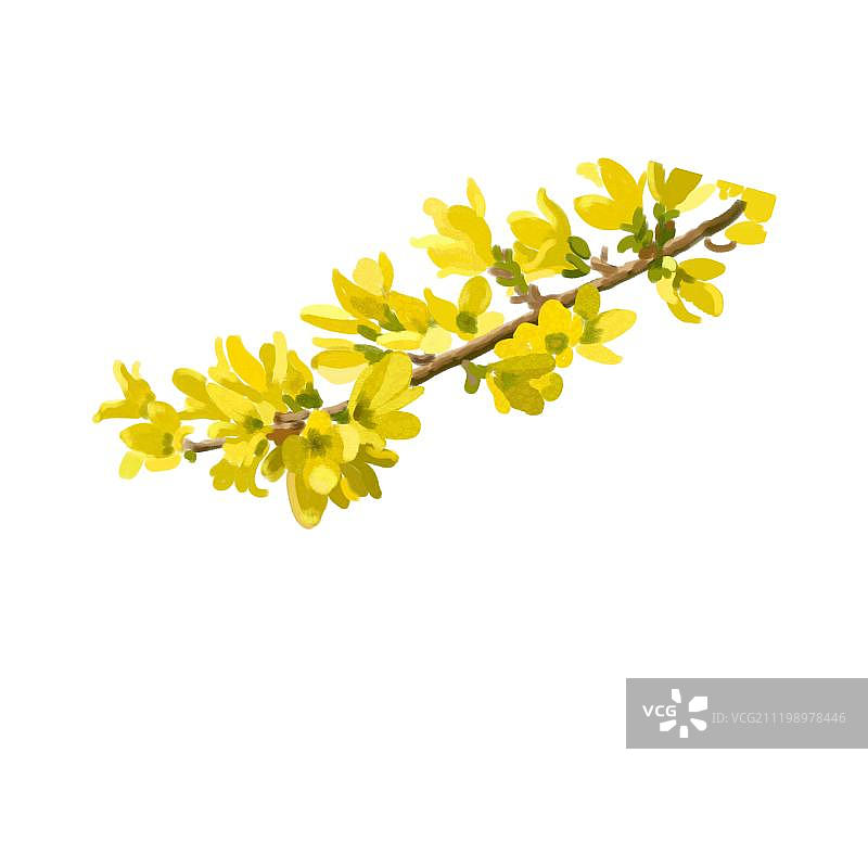 盛开的迎春花图片素材