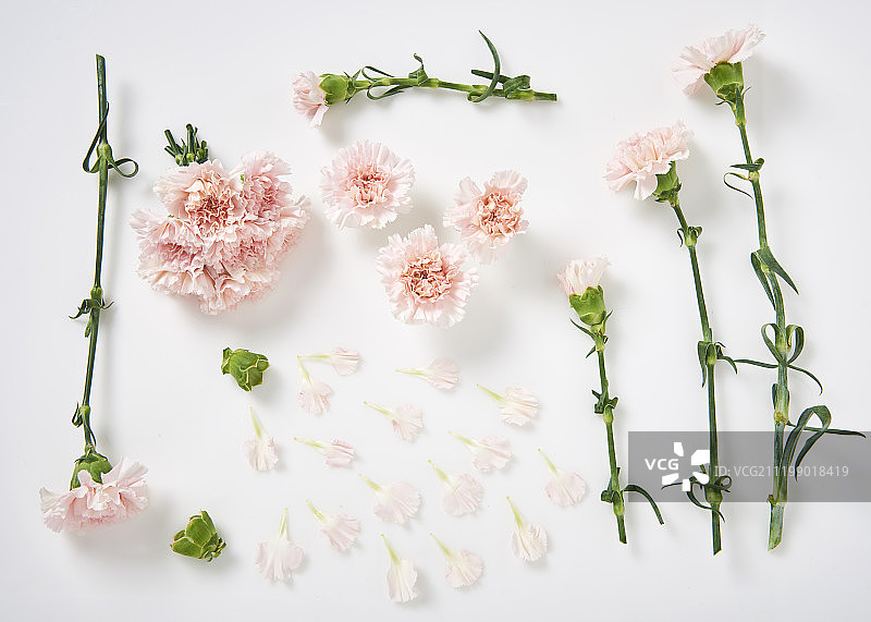 鲜花和花茎摄影图片素材
