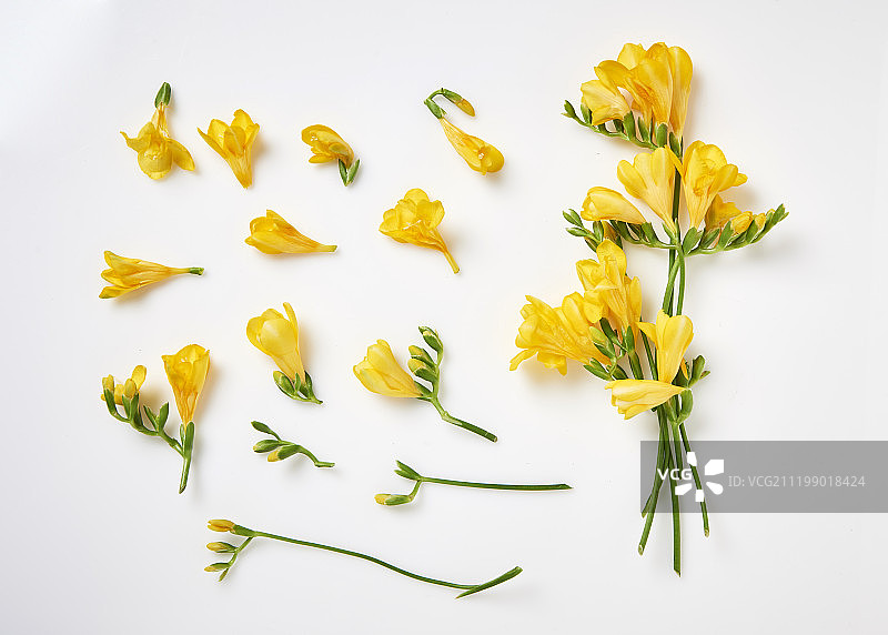 鲜花和花茎摄影图片素材