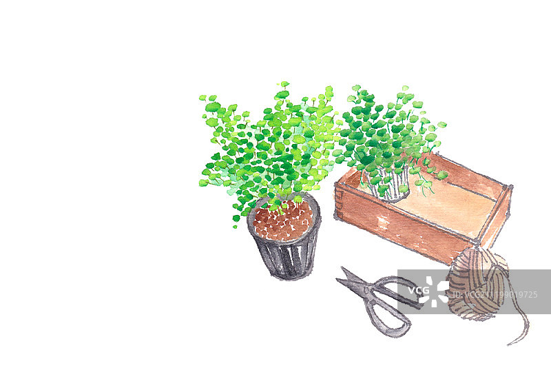 盆栽植物水彩画图片素材