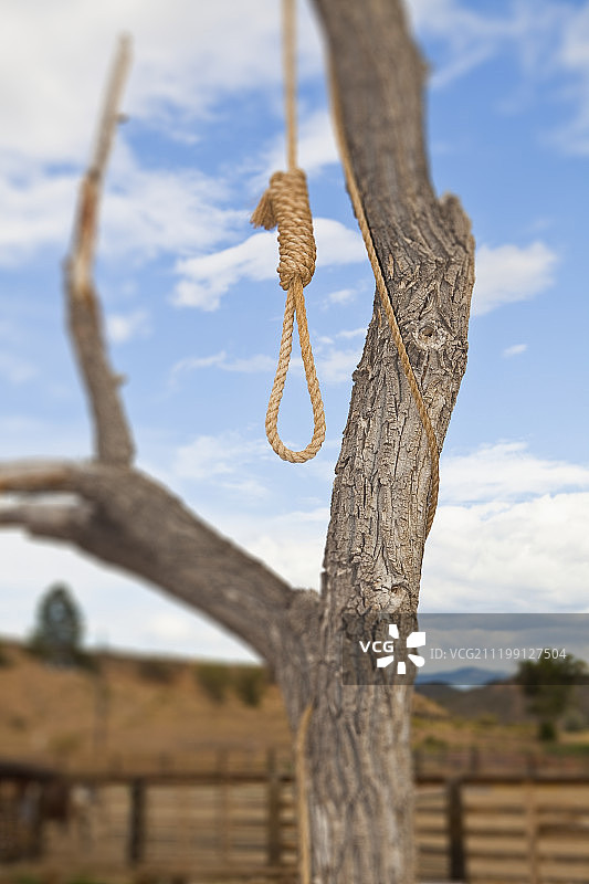 树上的绞索图片素材