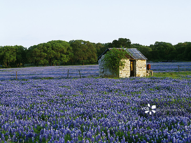 蓝帽花田里的石头棚图片素材