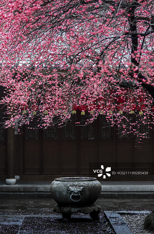 浙江湖州寺庙内的梅花图片素材