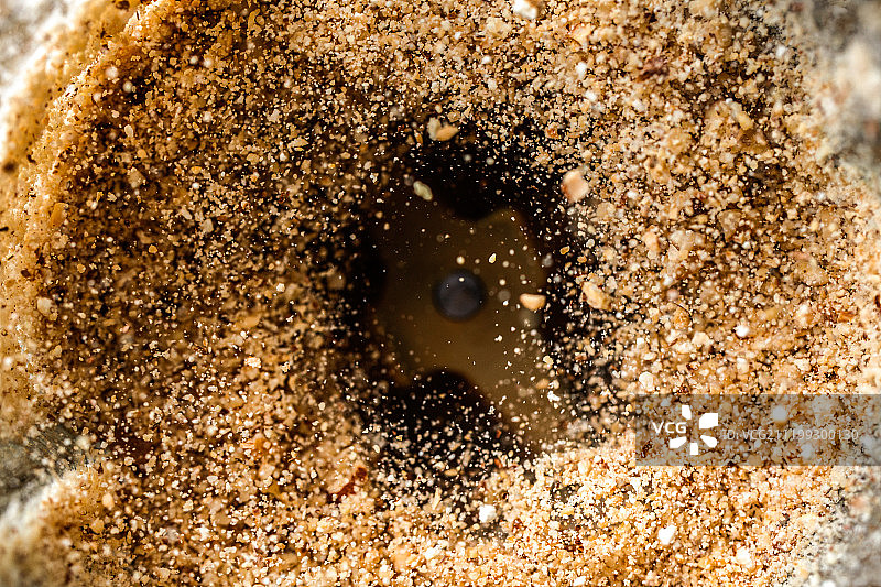 绞碎干果图片素材